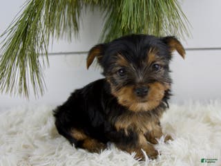 Yorkshire Terrier dogs Cole - Ad 40