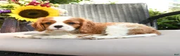 Cavalier King Charles Spaniel dogs for sale: Romeo - Ad 2