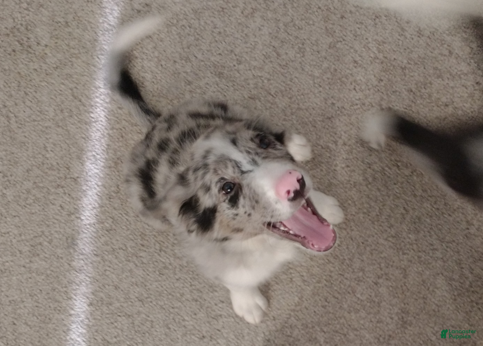 Border Collie dogs Scout - Ad 8