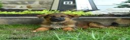 German Shepherd dogs for sale: Barry - Ad 2