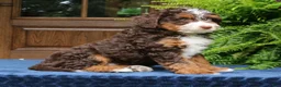 Mini Bernedoodle dogs for sale: Ruffles  - Ad 3