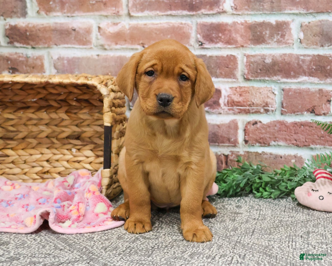 Labrador Retriever dogs for sale: Scarlet  - Ad 8