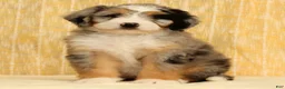 Mini Bernedoodle dogs for sale: Ollie - Ad 5