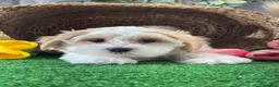 Mixed Breed dogs for sale: Luna - Ad 5