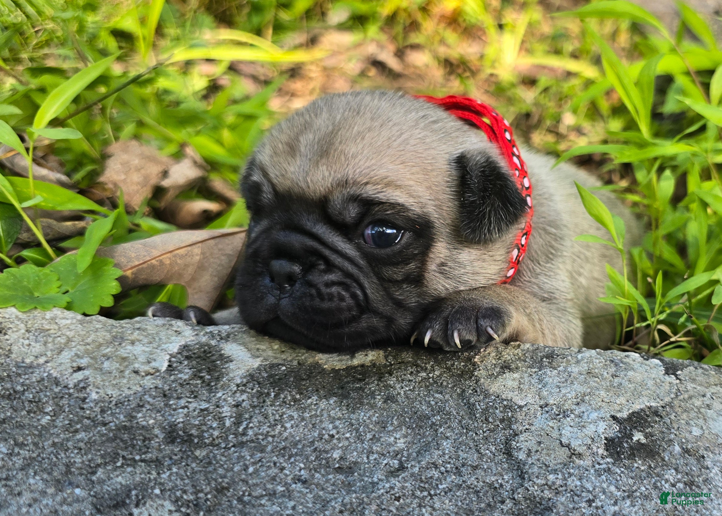 Pug dogs Moe - Ad 2