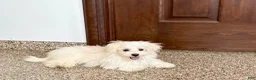 Maltese dogs for sale: Cory - Ad 2