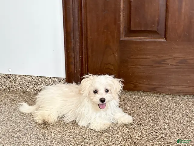 Maltese dogs for sale: Cory - Ad 1