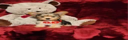 Yorkshire Terrier dogs for sale: *LOKI* - Ad 3