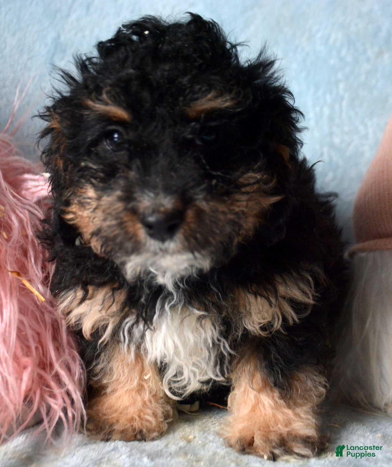 Mini Bernedoodle dogs Micro Bernedoodle Puppy 3 Bernie - Ad 34