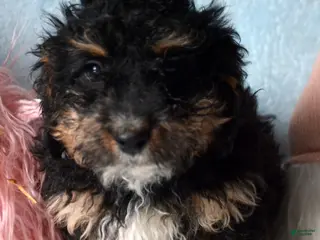 Mini Bernedoodle dogs Micro Bernedoodle Puppy 3 Bernie - Ad 34