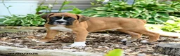 Boxer dogs for sale: Bennett - Ad 1