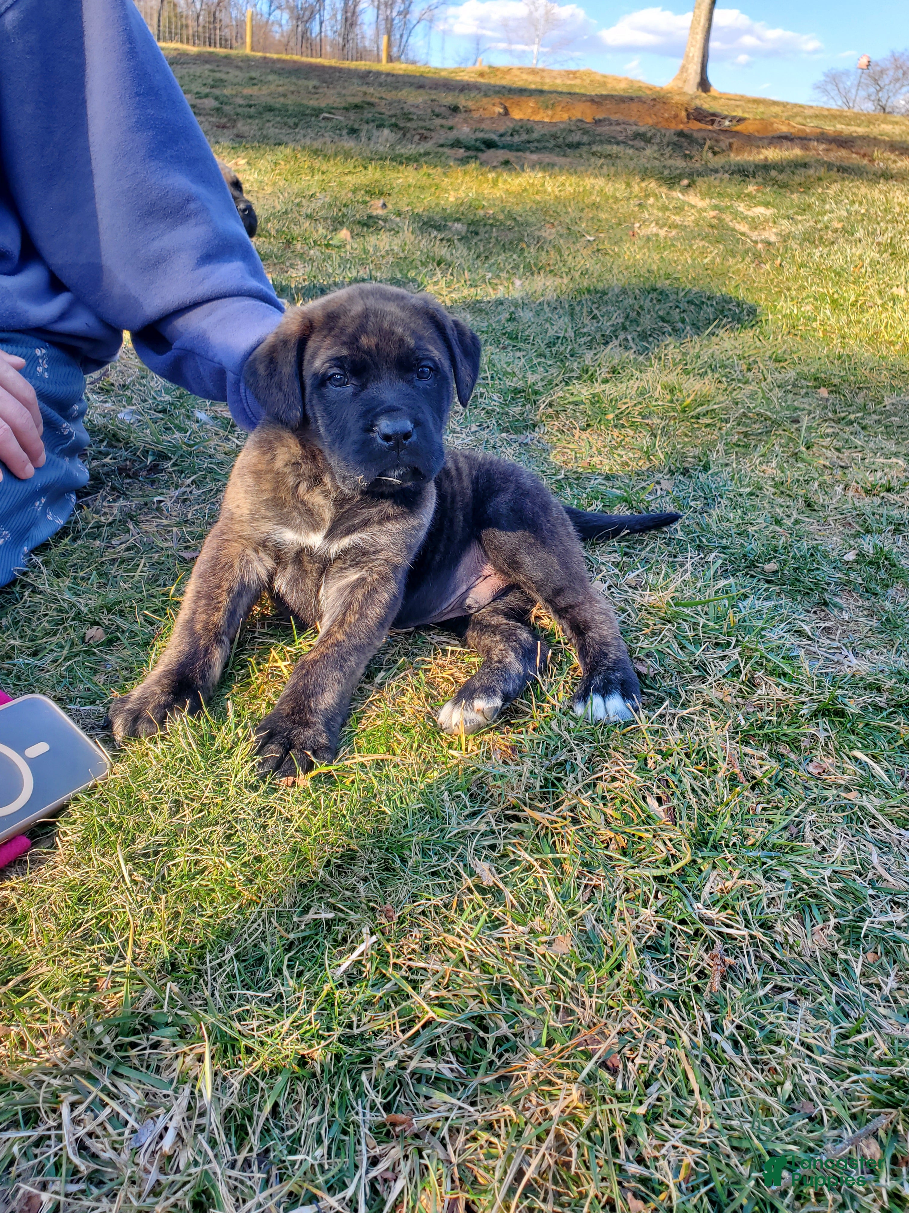 English Mastiff dogs Huck - Ad 1