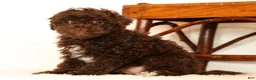 Havapoo dogs for sale: Darla - Ad 6