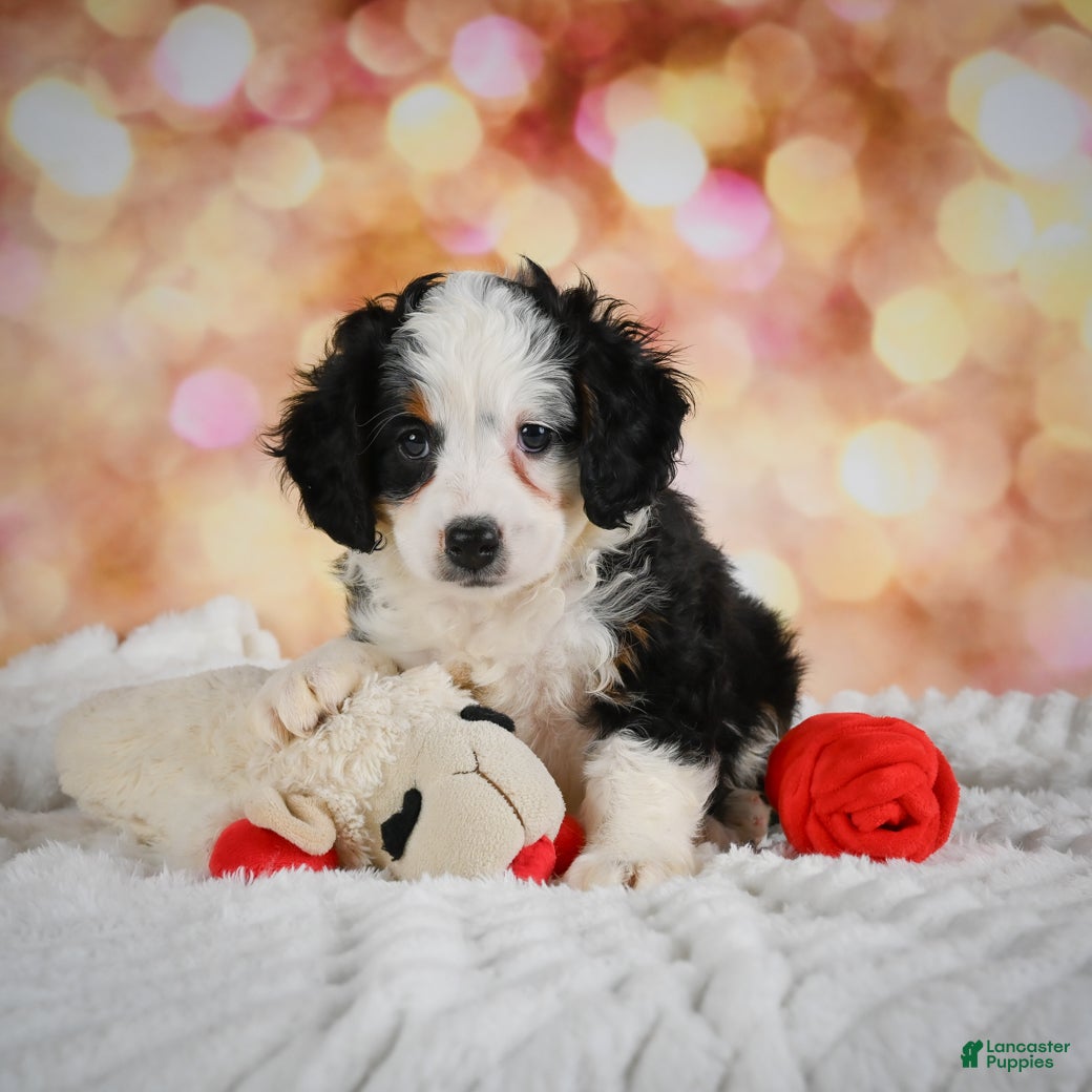 Mini Bernedoodle dogs Mim - Ad 1