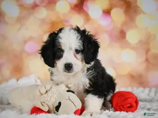 Mini Bernedoodle dogs for sale: Mim - Ad 2