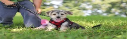Morkie dogs for sale: Levi - Ad 1