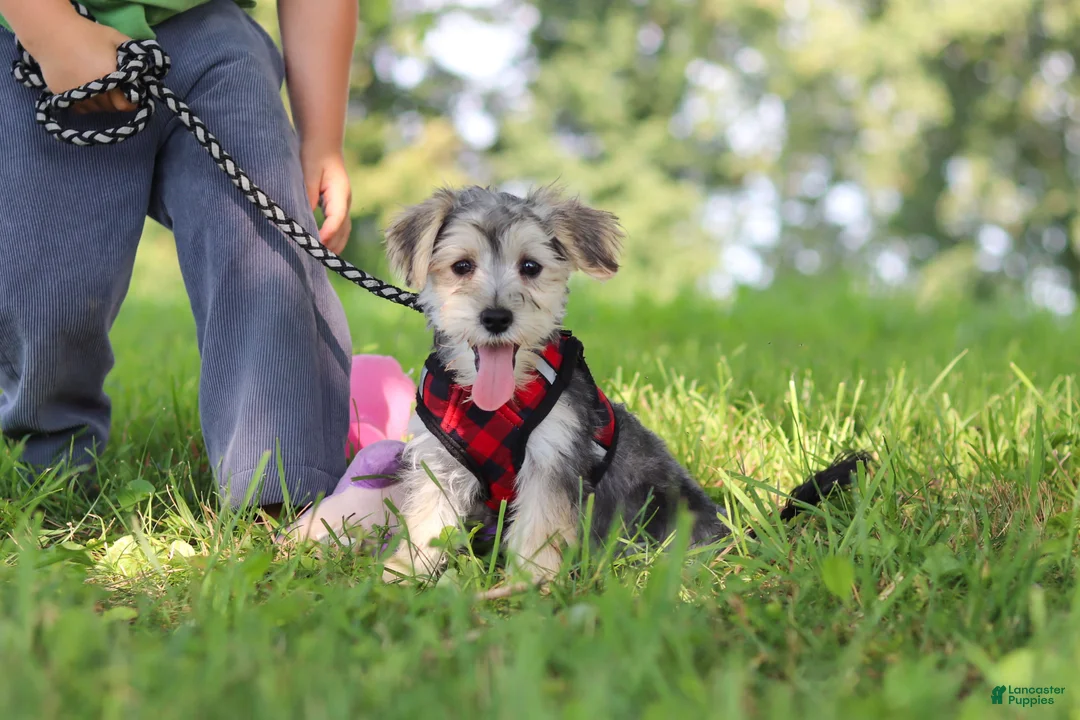 Morkie dogs for sale: Levi - Ad 1