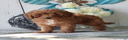 Cavapoo dogs for sale: Delilah - Ad 5