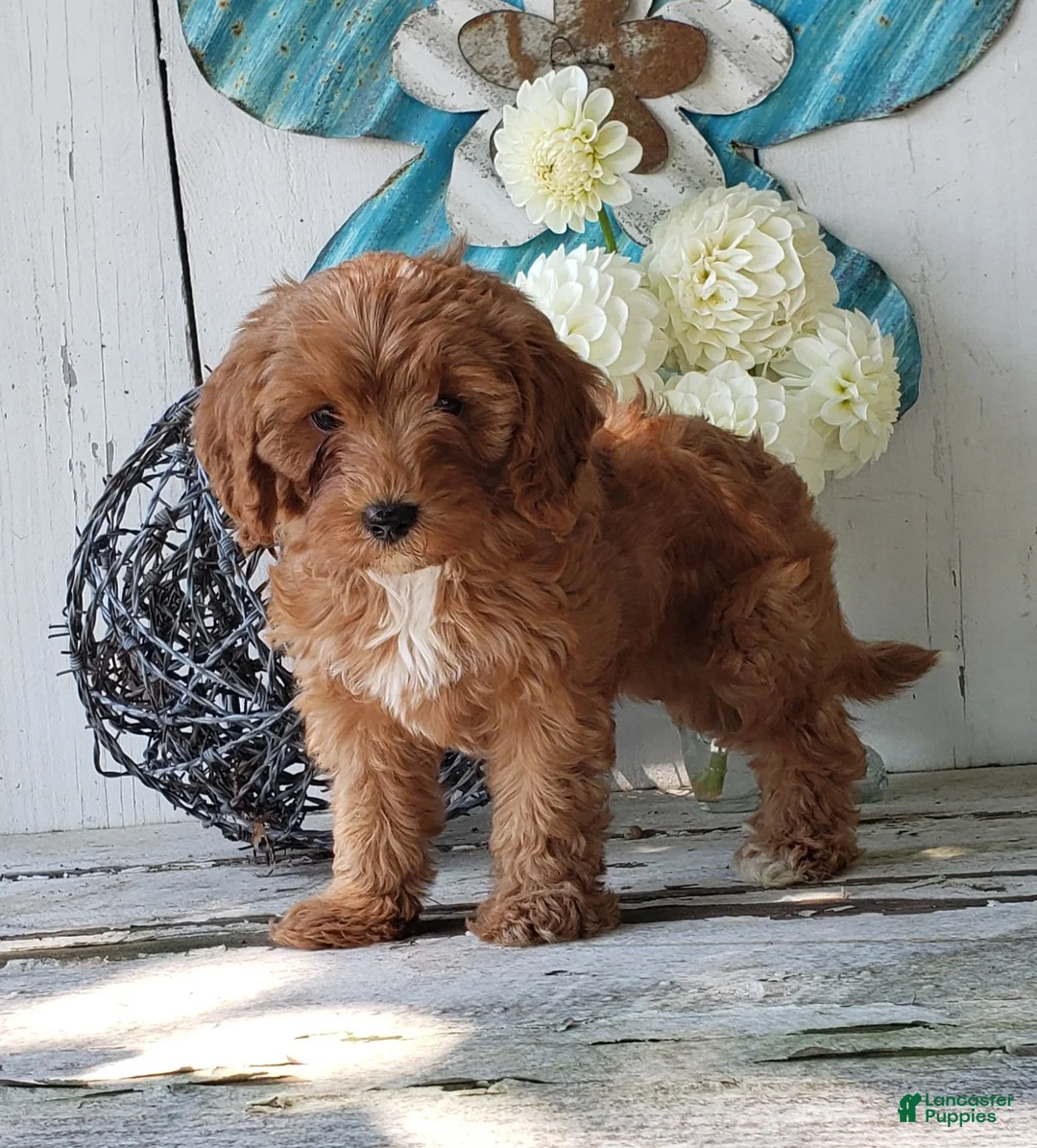 Cavapoo dogs for sale: Delilah - Ad 5