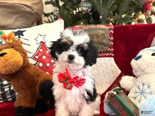 Cavapoo dogs Mistletoe - Ad 41