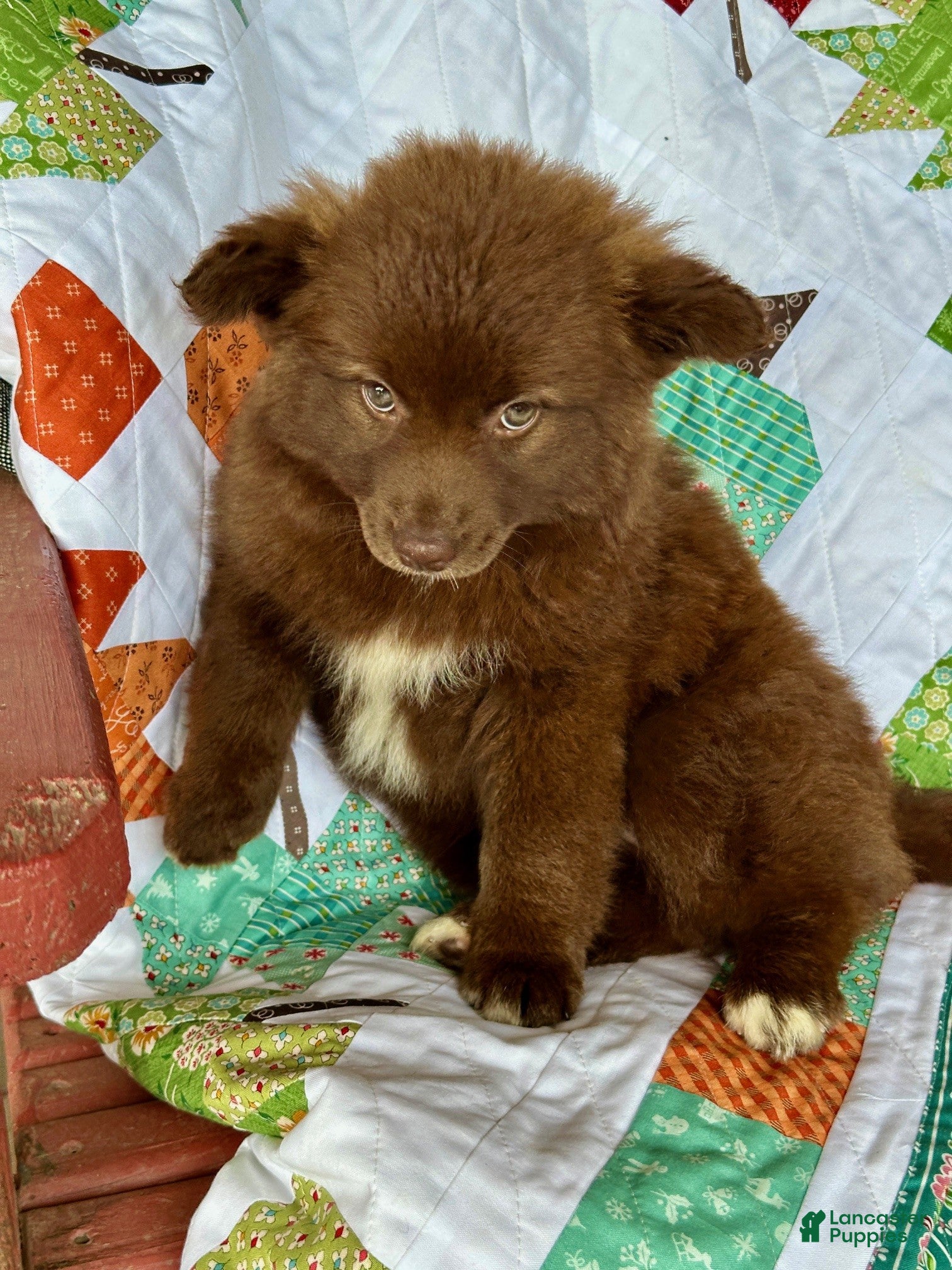 Pomsky dogs for sale: Chief - Ad 1