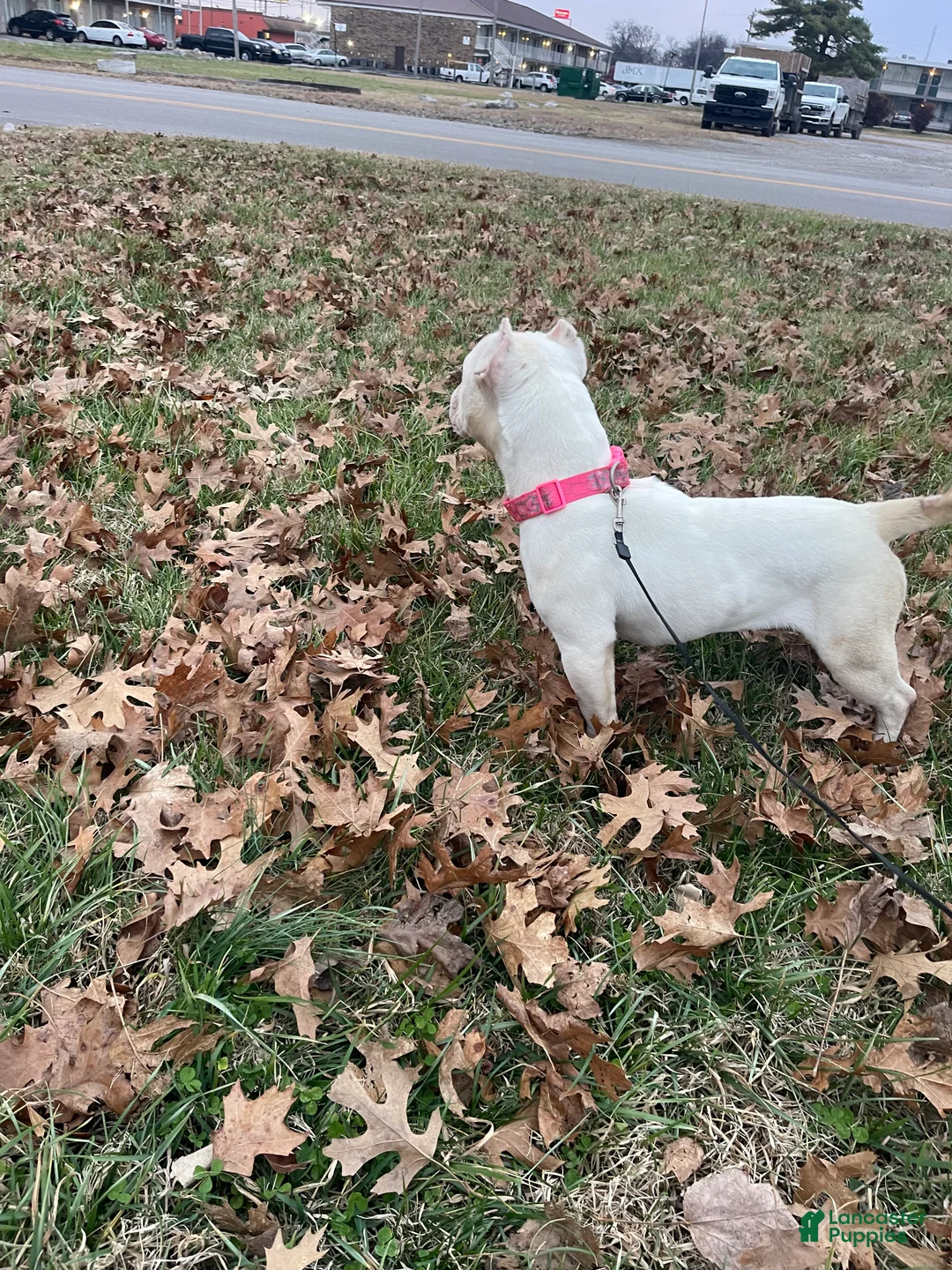 American Bully dogs for sale: American Bully Puppy 1 - Ad 2