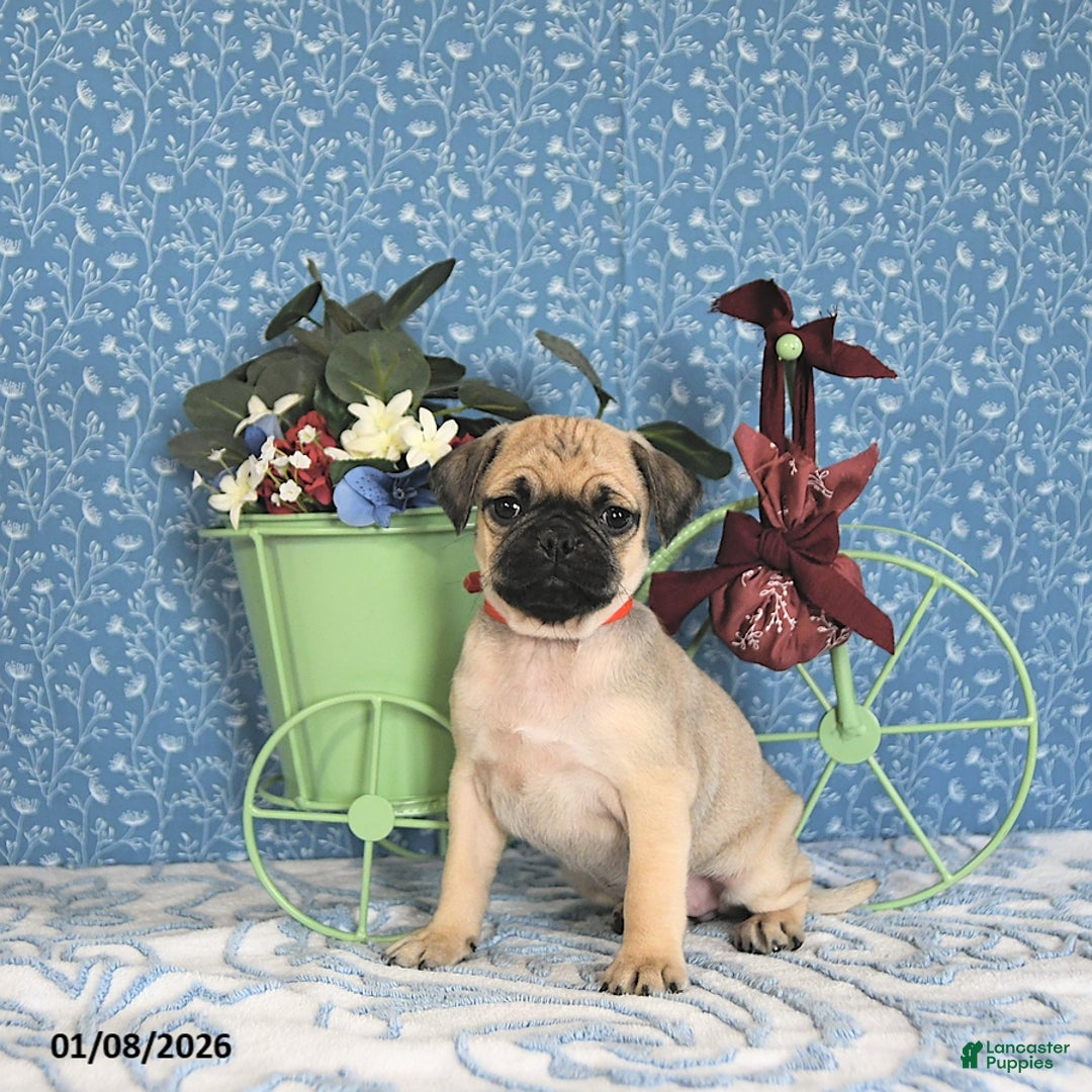 Pug dogs for sale: Lulu - Ad 1