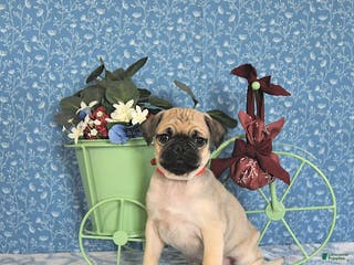 Pug dogs Lulu - Ad 25