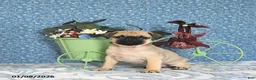 Pug dogs for sale: Lulu - Ad 7