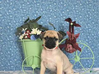 Pug dogs Lulu - Ad 7
