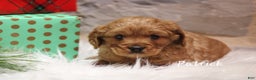 Cavapoo dogs for sale: Patrick  - Ad 8