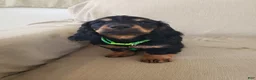 Miniature Dachshund dogs for sale: BILLIE - Ad 3