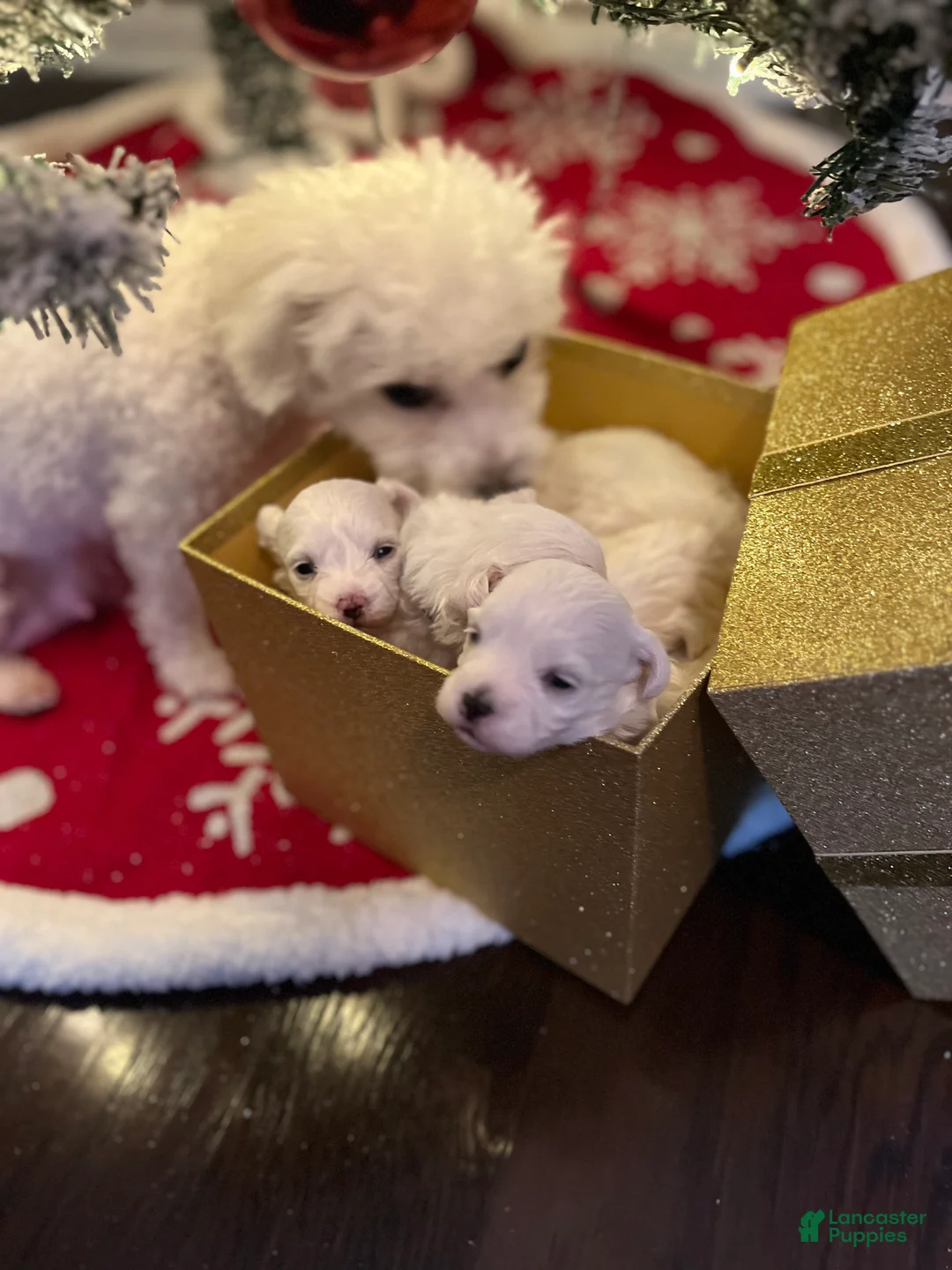 Mixed Breed dogs for sale: Mixed Breed Puppy 1 Cotton  - Ad 6