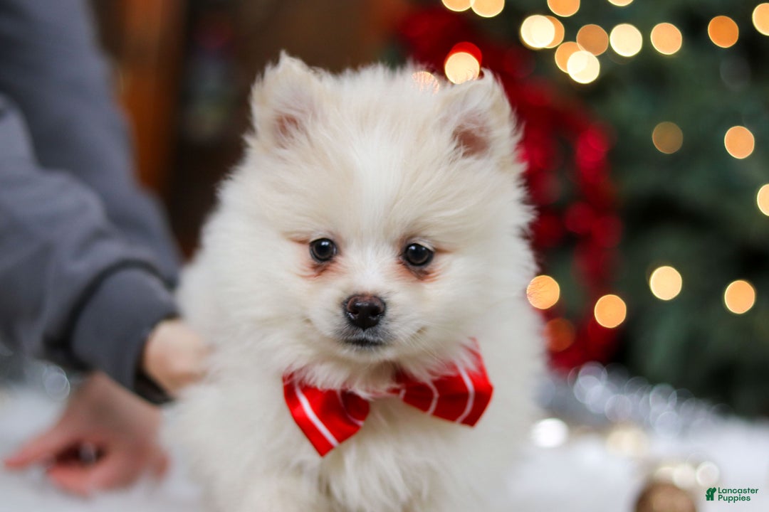 Pomeranian dogs for sale: Bowie - Ad 4
