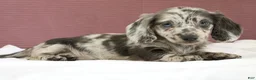 Miniature Dachshund dogs for sale: Olive 💚 - Ad 11