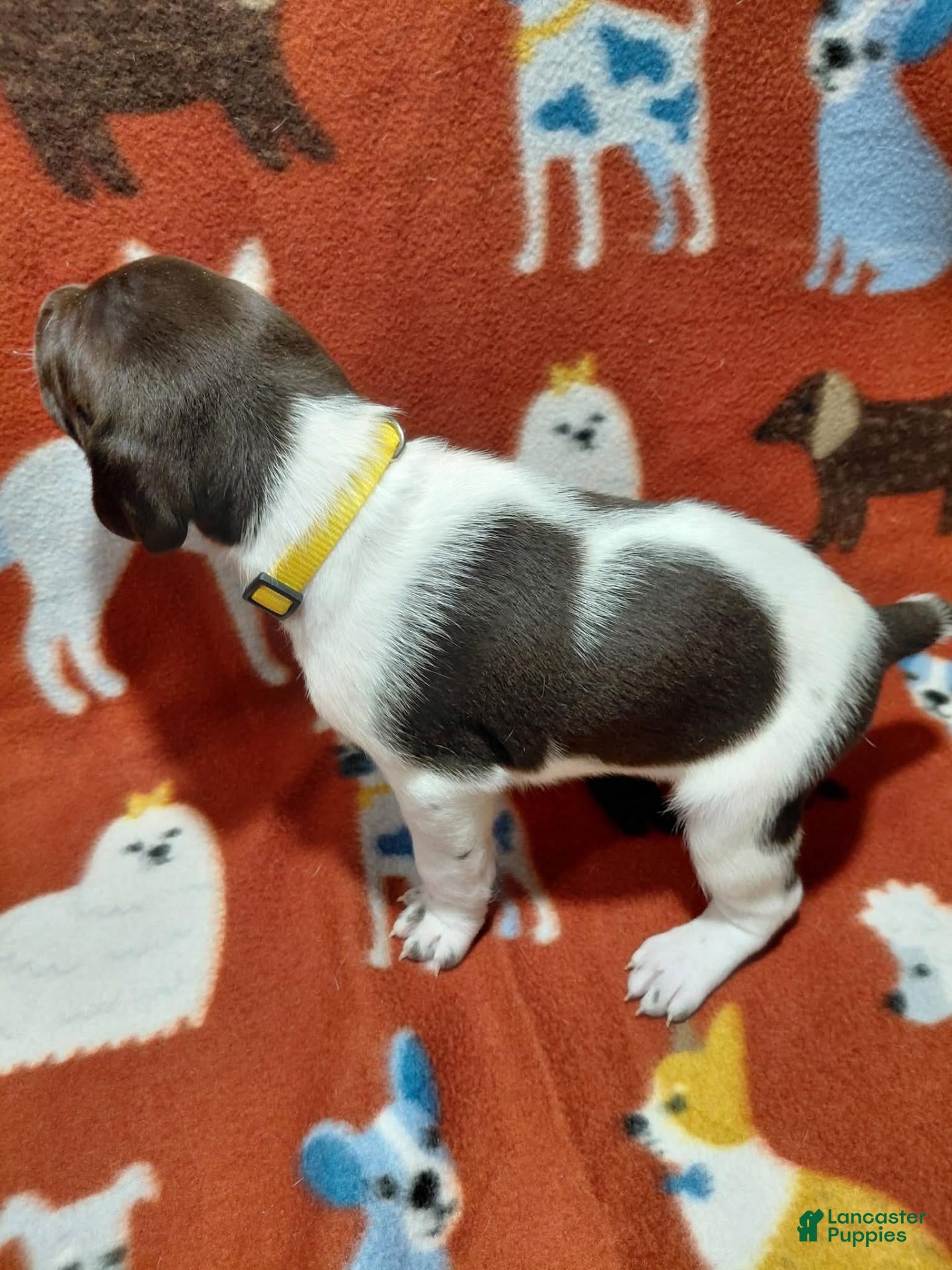 German Shorthaired Pointer dogs Autumn - Ad 1