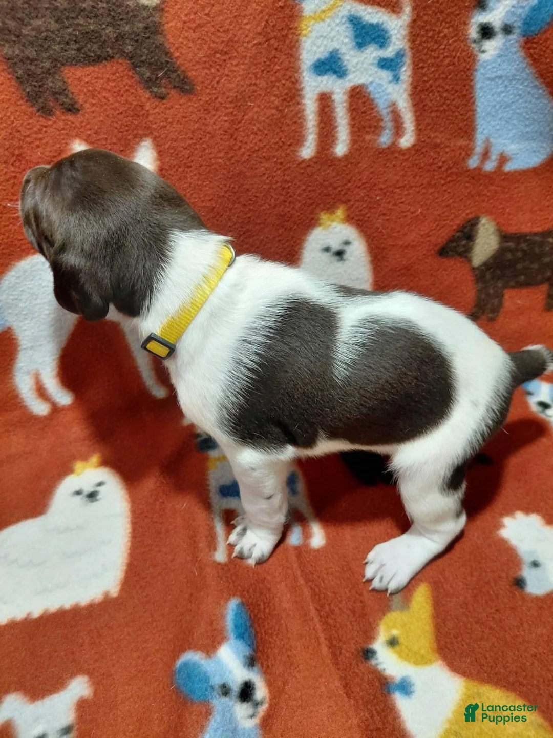 German Shorthaired Pointer dogs for sale: Autumn - Ad 1