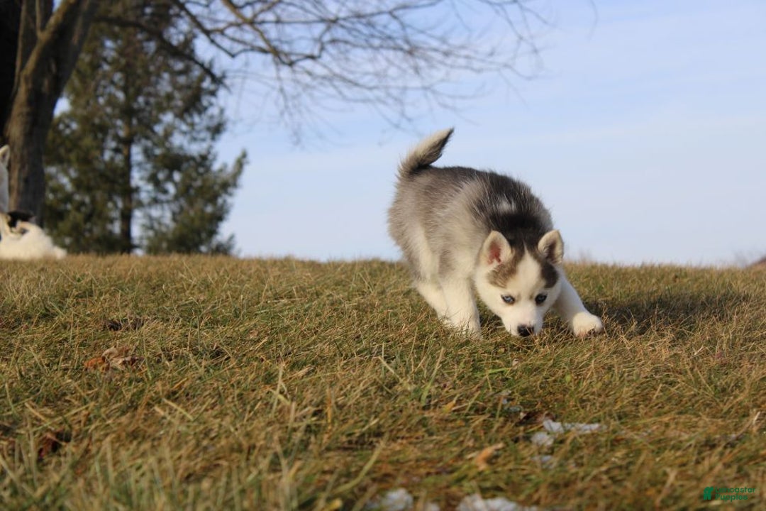 Pomsky dogs for sale: Sparkle - Ad 2