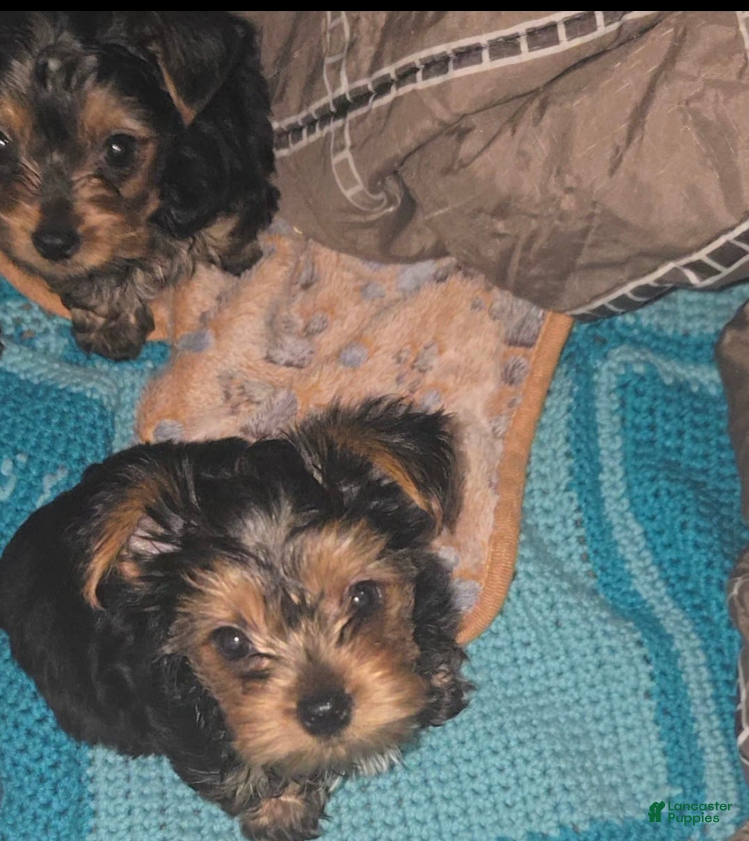 Yorkshire Terrier dogs Biggie  - Ad 1