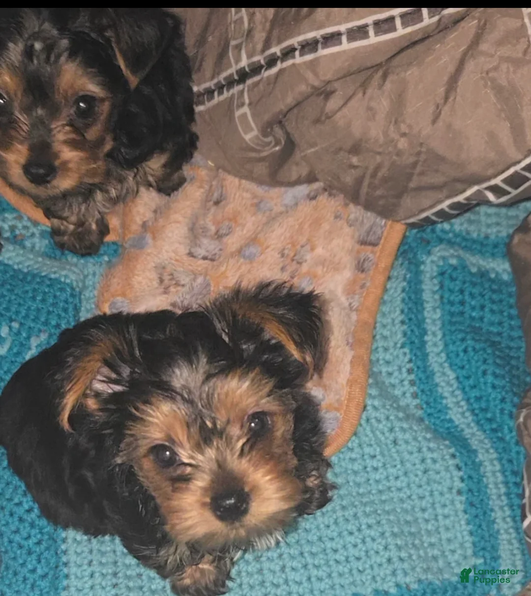 Yorkshire Terrier dogs for sale: Biggie  - Ad 1