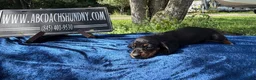Miniature Dachshund dogs for sale: Russian Smooth’s black and tan - Ad 4