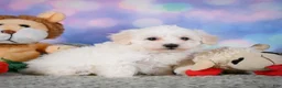 Maltipoo dogs for sale: milo - Ad 7