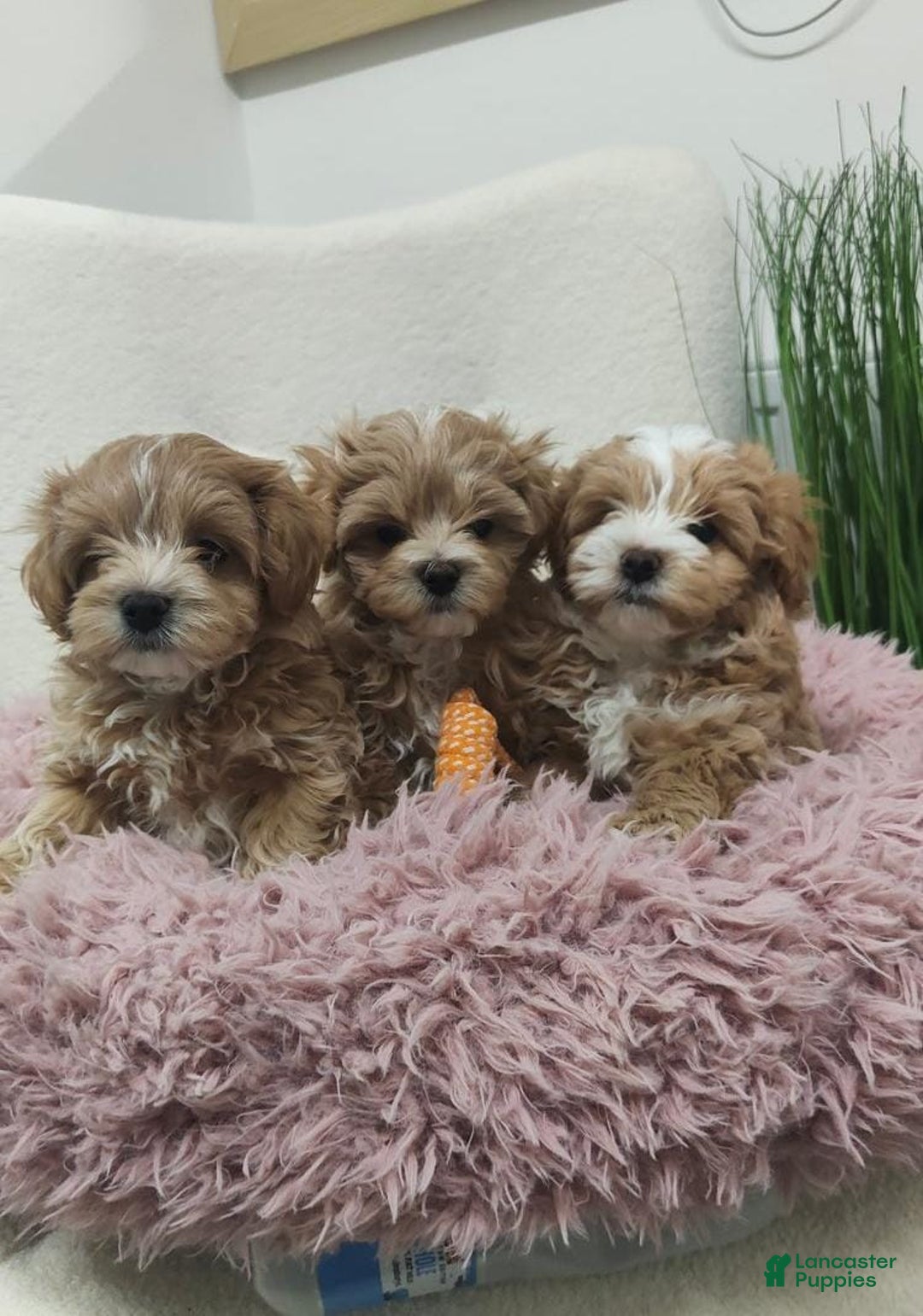 Maltipoo dogs for sale: Ella - Ad 12