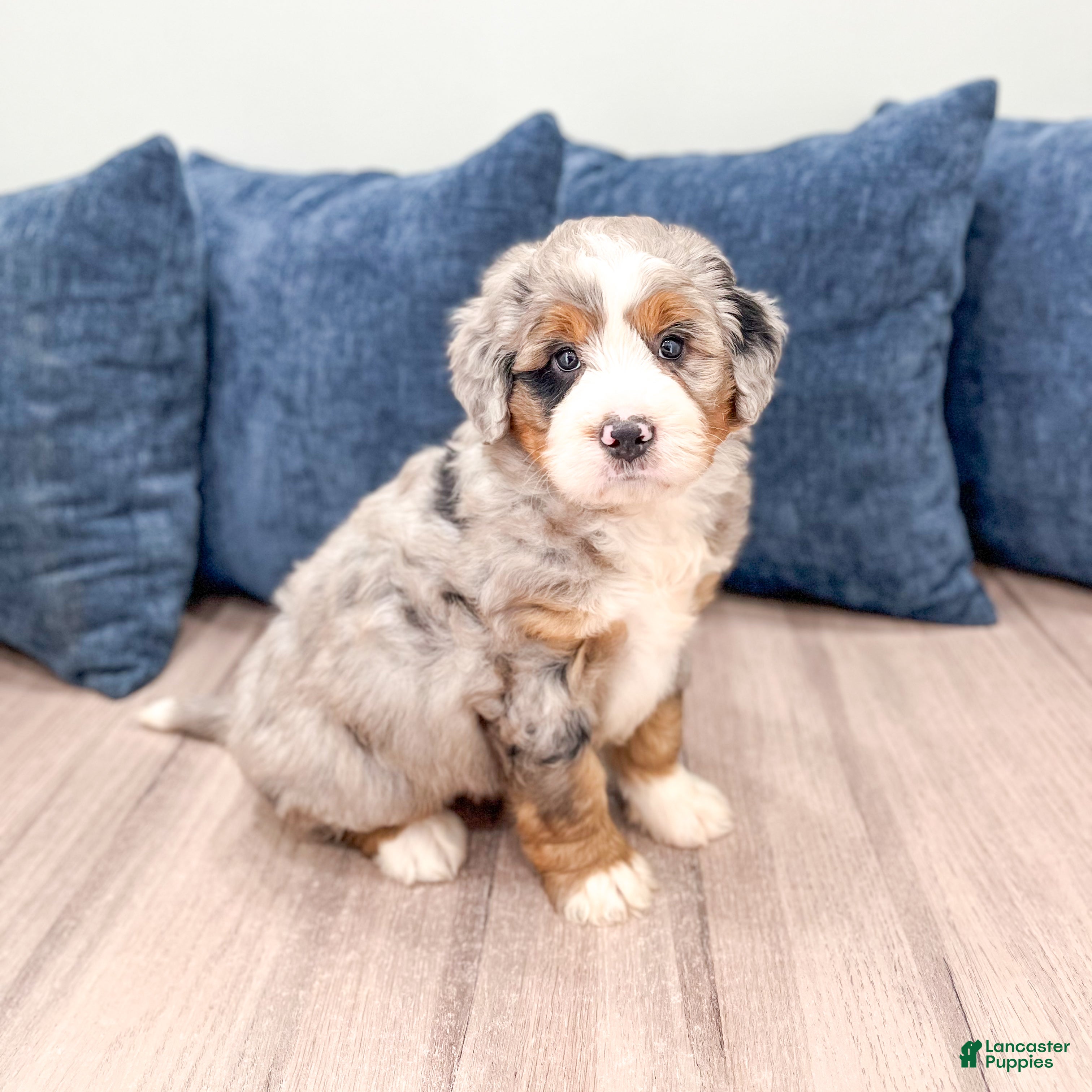Mini Bernedoodle dogs for sale: Biscuit - Ad 8