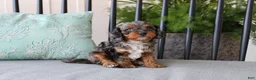 Cavapoo dogs for sale: Teddy - Ad 3
