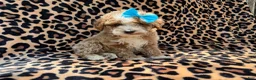 Cockapoo dogs for sale: Fancy - Ad 6