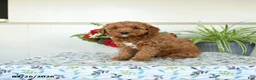 Mini Goldendoodle dogs for sale: Wendy - Ad 3