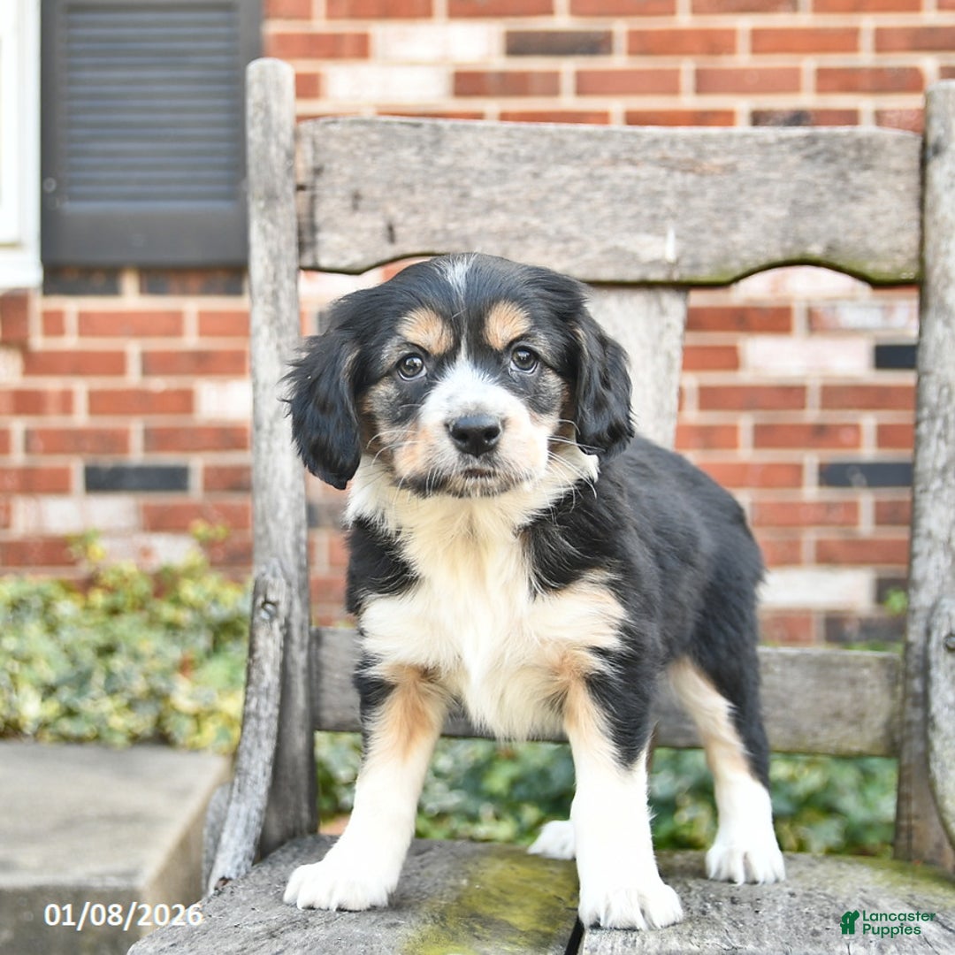 Mixed Breed dogs for sale: Harmony  - Ad 2