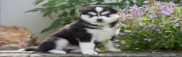 Pomsky dogs for sale: Alaska - Ad 3