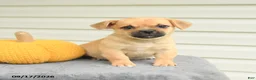 Mixed Breed dogs for sale: Scott - Ad 1